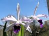 Laelia Pulcherrima 'coerulea' (laelia lobata x laelia purpurata) 
